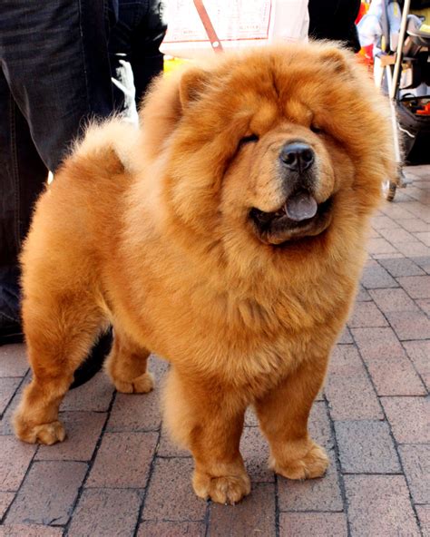 chow chow - Google zoeken | Fluffy dog breeds, Fluffy dogs, Chow chow puppy