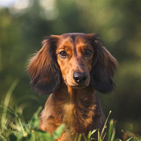 Royalty Free Long Haired Dachshund Pictures, Images and Stock Photos ...