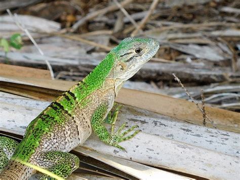 What Do Green Anoles Eat in the Wild? (Wild Anole Diet) - GreenAnoles.com