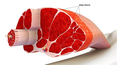 The F word everyone’s talking about! FASCIA | Diversified Integrated Sports Clinic