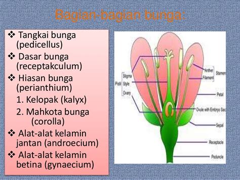 PPT Morfologi Tumbuhan - Jenis dan Bagian Bunga