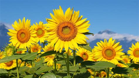 Field Of Sunflowers Wallpapers - Wallpaper Cave