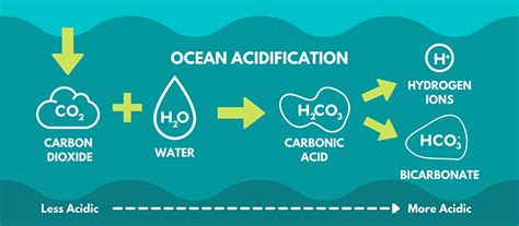 Yale Experts Explain Ocean Acidification | Yale Sustainability