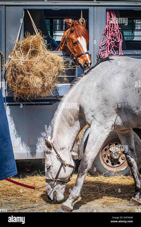 Horse show competition Stock Photo - Alamy