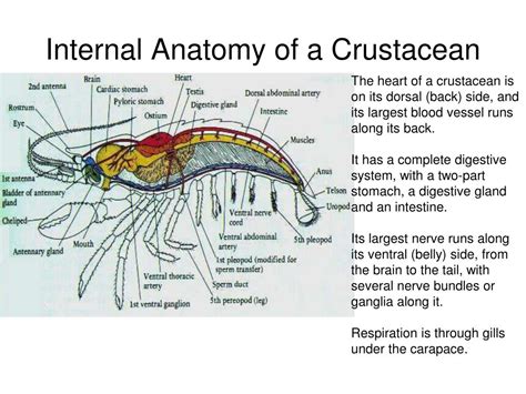 PPT - Animals, Part I Invertebrates PowerPoint Presentation, free ...