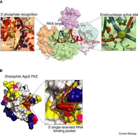 Argonaute proteins: Current Biology