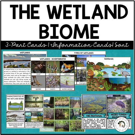 Home | Wetland biome, Biomes, Wetland