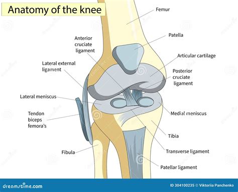 Anatomy. Knee Joint Cross Section Showing the Major Parts Which Made ...