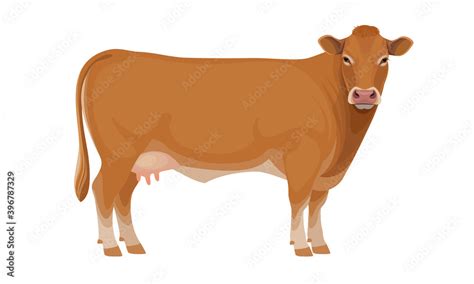 Beef Cow Vector