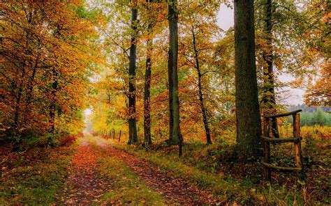 Path in Autumn Forest