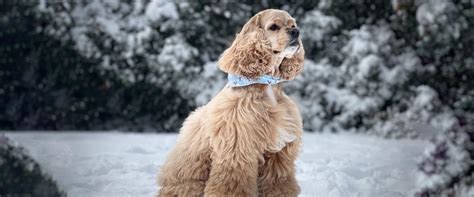 9 Top Cocker Spaniel Haircuts | TrustedHousesitters.com