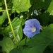 Spring Pollinator Garden Bundle, Free Shipping, 6 Great Butterfly Garden Flowers - Etsy