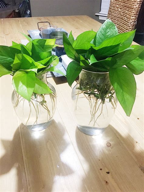 Pothos Plant Propagation – building briggs