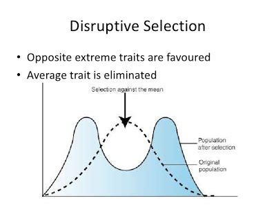 Evolution may lead to speciation | The A Level Biologist - Your Hub