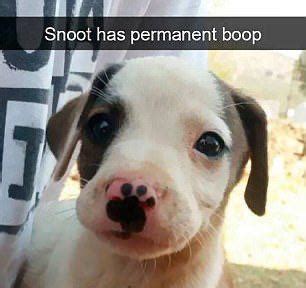 the snoot was booped | /r/wholesomememes | Wholesome Memes | Know Your Meme