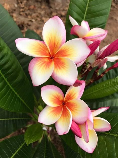 Plumeria Flowers Nature, Exotic Flowers, Amazing Flowers, Beautiful ...