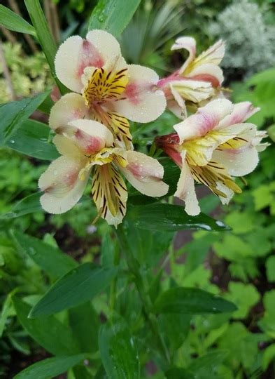 Alstroemeria Friendship.. : Grows on You