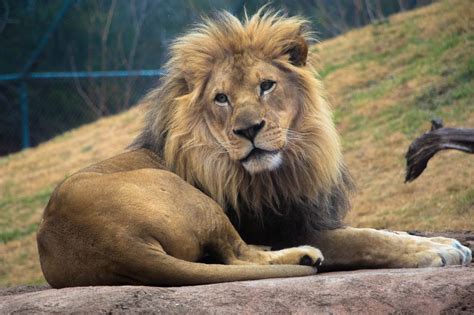 The Bronx Zoo says a woman seen dancing inside its lion enclosure is lucky to be alive | KFOR ...