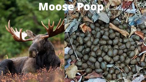 What Does Moose Poop Look Like? Moose Scat Pictures - Animal Hype