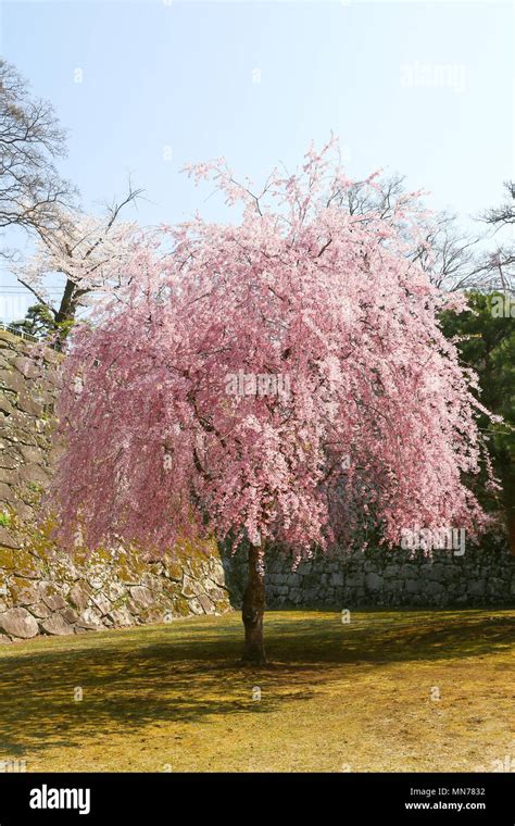 Cherry Blossoms in Morioka, Aomori Prefecture, Japan Stock Photo - Alamy