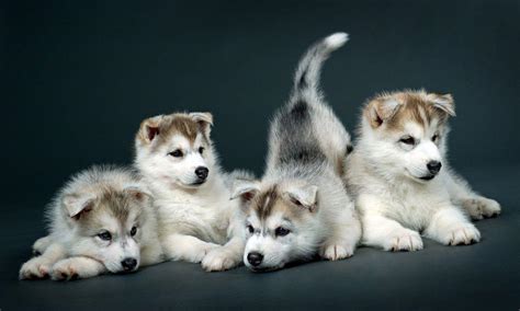 Alaskan Husky Puppies Wallpaper