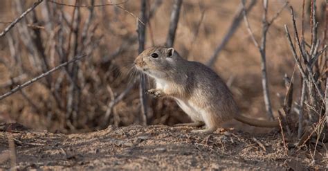 Gerbil vs Mouse: Key Differences Explained - A-Z Animals