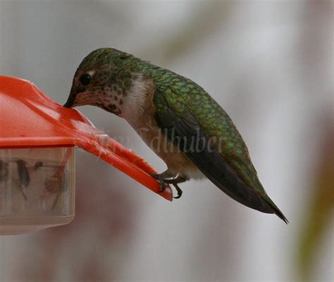 Rufous Hummingbird at Ft. Atkinson Wisconsin on October 15, 2014 ...