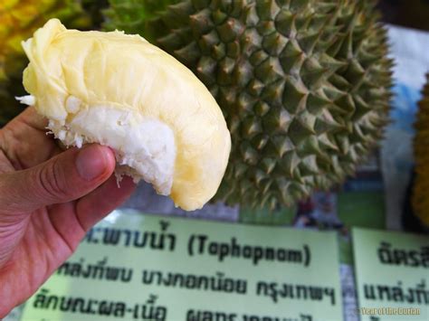 Updated Guide to 234 Thailand Durian Varieties