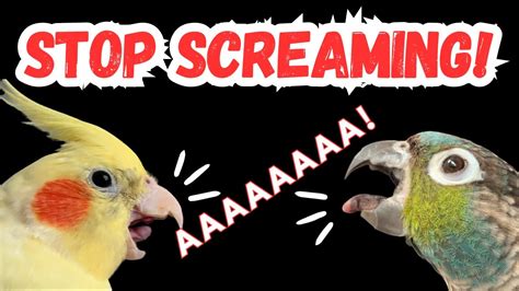 HOW TO STOP YOUR BIRD SCREAMING - reasons why parrots scream | BirdNerdSophie - YouTube