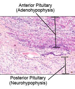 Anatomy A215 Virtual Microscopy