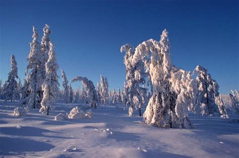 Snow covered larch trees in winter sunshine. Boreal Forest. Verkhoyansk ...