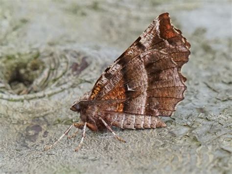 Paul Leyland – Early Thorn Moth – Mark Avery