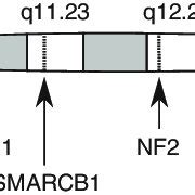 A map of chromosome 22 showing the approximate locations of NF2 and two ...