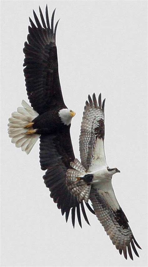 Bald Eagle and Osprey..they don't fly together for 'fun', unless the male Osprey is defending ...