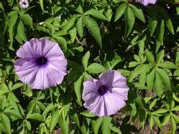 Ipomoea: Water, Land & See in Gardens - Eat The Weeds and other things, too