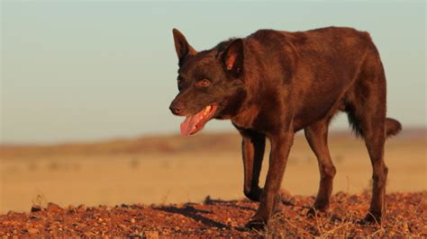 'Extraordinary': Final Red Dog film pays tribute to a beloved kelpie