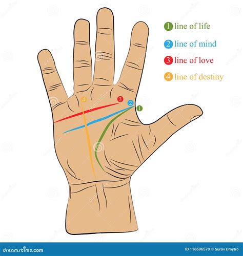 Chiromancy Hand with Lines of Life, Love, Mind and Destiny. Palmistry Vector Drawing ...