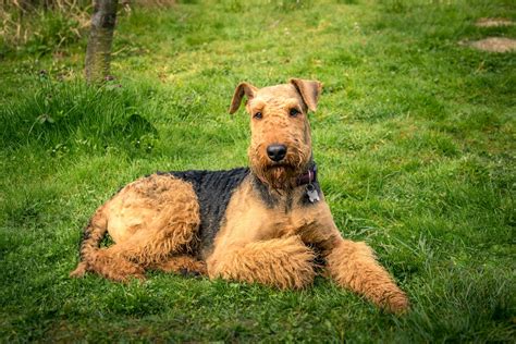 Airedale terrier: caratteristiche e prezzo di questa razza di cani