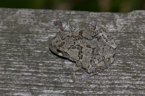 Cope’s Gray Treefrog (Hyla chrysoscelis) and Gray Treefrog (Hyla versicolor) – Cowling Arboretum ...