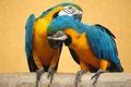 Tiger Papagei schaut Kostenloses Stock Bild - Public Domain Pictures