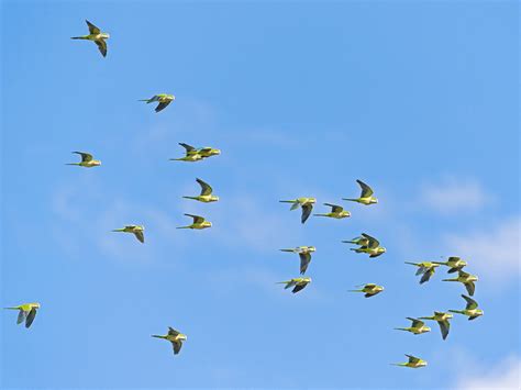 Scientists (finally) figure out why birds don't crash into each other. | Discover Magazine