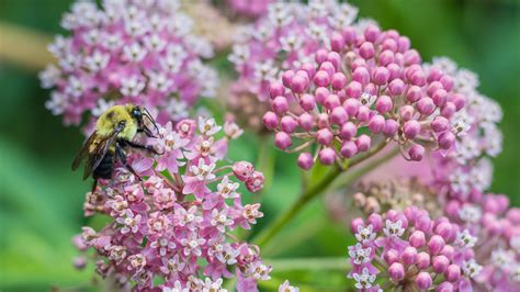 Native Pollinator Plants - North Carolina Wildlife Federation