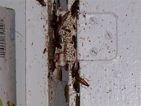 How to Stop Cockroach Infestation - Exterminatorhamilton.ca