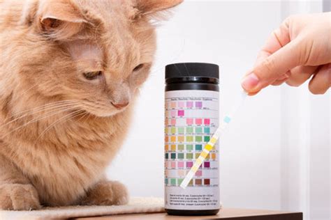 Cat UTI: Everything you Need to Know – Scruffy Paws Nutrition