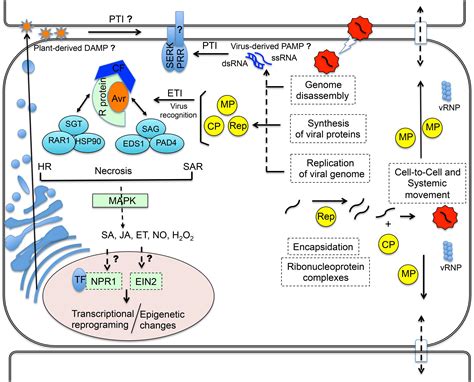 Innate Immunity Concept Map