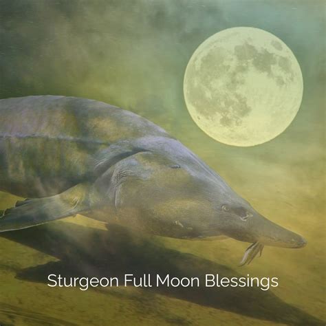 Sturgeon Moon (August Full Moon) - Anita D Marshall