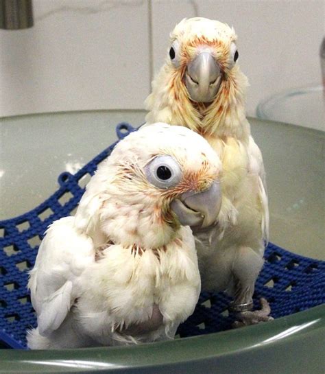 Cockatoos: Facts, List of Types, Care as Pets, Price, & Pictures