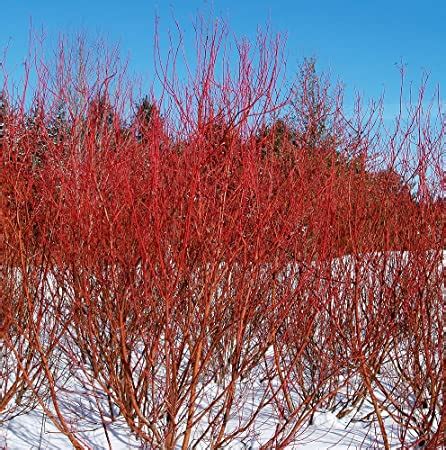 'Baileyi' Red-Twig Dogwood - Landscape Design, Installation ...