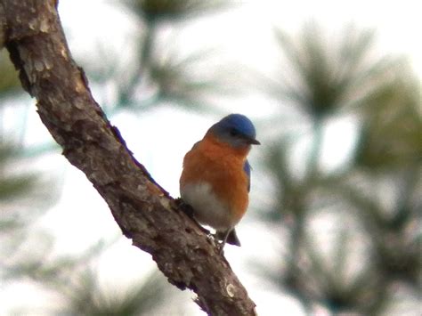 2014 Space Coast Birding and Wildlife Festival – Lonely Birder