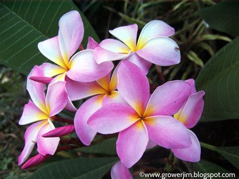 Garden Adventures: Plumeria rubra